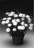 Argyranthemum%20frutescens%20%27Argymidowi%27