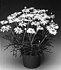 Argyranthemum%20frutescens%20%27Argyelsin%27