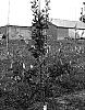 Malus%20domestica%20%27Minneiska%27