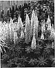 Lupinus%20hybridus%20%27Blossom%27