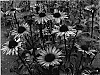 Echinacea%20purpurea%20%27Merlot%27