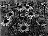 Echinacea%20purpurea%20%27Merlot%27