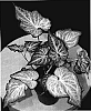 Caladium%20%20x%20hortulanum%20%27White%20Marble%27