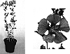 Anisodontea%20elegans%20%27Cefdonpin%27