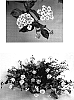 Lantana%20camara%20%27Tropical%20Fruit%27