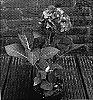 Hydrangea%20macrophylla%20%27Blue%20Heaven%27