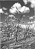 Prunus%20avium%20L.%20%27MG%20200%27
