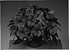 Impatiens%20hawken%20W.%20Bull%20%27Fisnics%20Mang%27