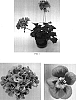 Pelargonium%20x%20hortorum%20%27Ballurlitpi%27