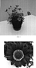 Argyranthemum%20x%20hybrida%20%27Bonmadcher%27