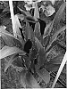 Zantedeschia%20sprengeri%20%27Odessa%27