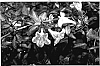 Abelia%20hybrid%20%27Plum%20Surprise%27