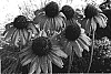 Echinacea%20hybrida%20%27Tiki%20Torch%27