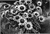 Echinacea%20purpurea%20%27Lilliput%27