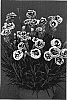 Dianthus%20x%20hybrida%20%27WP05%20Enid%27