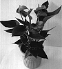 Anthurium%20andreanum%20%27Barmodu%27