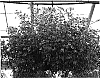 Anagallis%20monelli%20%27Wildcat%20Mandarin%27