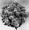 Chrysanthemum%20morifolium%20%27Omega%20Time%20Golden%27