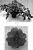 Impatiens%20flaccida%20x%20Impatiens%20hawkeri%20%27Balfaforch%27