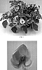 Impatiens%20walleriana%20x%20Impatiens%20auricoma%20%27Balfuspeafro%27