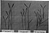 Paspalum%20vaginatum%20%27SI%2098%27
