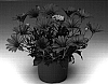 Osteospermum%20ecklonis%20%27Oslalipu%27