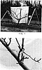 Pyrus%20pyrifolia%20%27Asio%206%27