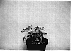 Solenostemon%20scutellariodes%20%27MD%20CURLL06%27