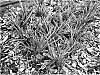 Dianella%20revoluta%20%27DTN03%27