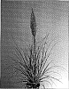 Cortaderia%20selloana%20%27Silver%20Star%27