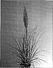 Cortaderia%20selloana%20%27Silver%20Star%27
