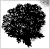 Chrysanthemum%20morifolium%20%27Smoothie%20Time%27