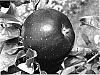 Malus%20domestica%20%27Red%20Topaz%27