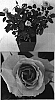 Rosa%20hybrida%20%27Evera%20122%27