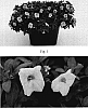 Calibrachoa%20sp.%20%27Kakegawa%20S86%27