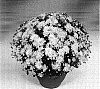 Chrysanthemum%20morifolium%20%27Mermaid%20Yellow%20Improved%27