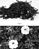 Calibrachoa%20sp.%20%27Kakegawa%20S85%27