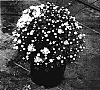 Chrysanthemum%20morifolium%20%27Magical%27