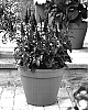 Veronica%20sp.%20%27Total%20Eclipse%27