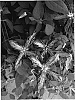 Clematis%20sp.%20%27Tie%20Dye%27
