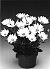 Osteospermum%20ecklonis%20%27Osjamvan%27