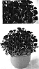 Chrysanthemum%20x%20morifolium%20%27Yoashley%27