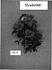 Rosa%20hybrida%20%27Poultc004%27