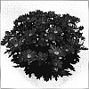 Chrysanthemum%20morifolium%20%27Omega%20Time%20Dark%20Pink%27