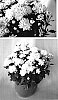Chrysanthemum%20x%20morifolium%20%27Yowilma%27