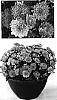 Chrysanthemum%20x%20morifolium%20%27Yojillian%27