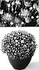 Chrysanthemum%20x%20morifolium%20%27Yojacqueline%27