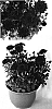 Chrysanthemum%20x%20morifolium%20%27Sly%20Yojenna%27