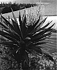 Cordyline%20baueri%20%27Falcon%27