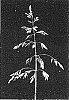 Poa%20arachnifera%20Torr.%20x%20Poa%20pratensis%20L.%20%27HB%20328%27